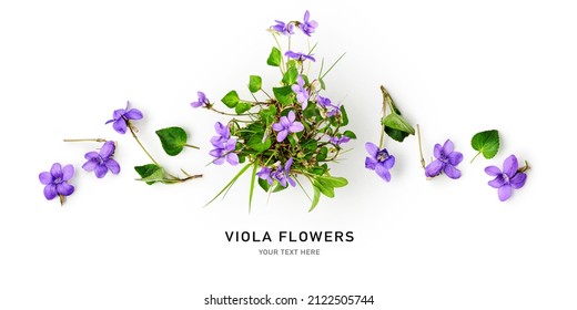 Viola pansy flower creative layout and composition. Lilac spring meadow flowers and leaves  isolated on white background. Floral arrangement, design element. Springtime concept. Top view, flat lay 