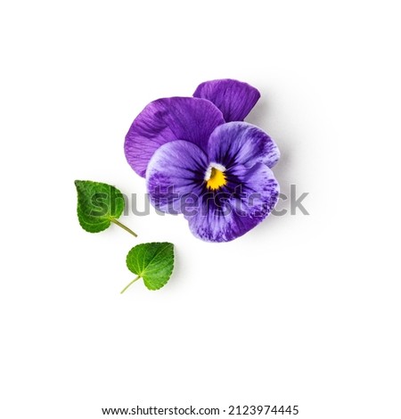 Viola pansy flower and leaves. Lilac spring violet flowers isolated on white background. Floral arrangement, design element. Springtime concept. Top view, flat lay 
