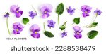 Viola pansy flower set. Violet spring flowers and leaves collection isolated on white background. Creative layout. Floral design element. Springtime and easter concept. Top view, flat lay 