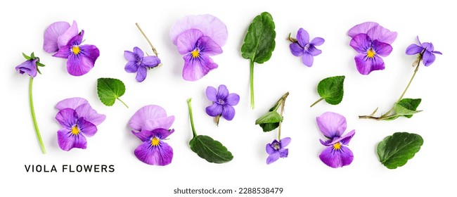 Viola pansy flower set. Violet spring flowers and leaves collection isolated on white background. Creative layout. Floral design element. Springtime and easter concept. Top view, flat lay  - Shutterstock ID 2288538479