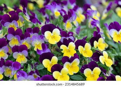 A viola pansy found in the botanical garden. viola tricolor, little pansy