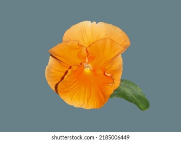 Viola Plant Flower On Isolated Background.