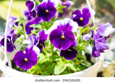 Viola Plant In The Flower Pot, Home Garden, Close Up