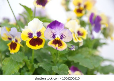 Viola plant with multicolor flowers , Common Violet, Viola tricolor, pansy flowers,  viola wittrockiana