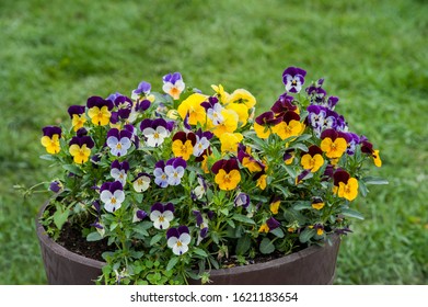 Viola plant with multicolor flowers , Viola, Common Violet, Viola tricolor