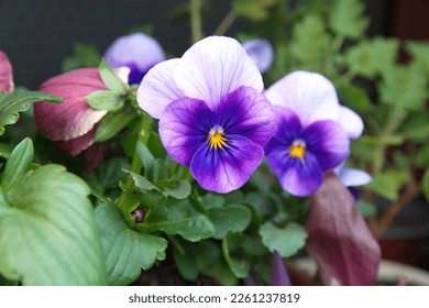 3,016 imágenes de Viola plant with multicolor flowers - Imágenes, fotos y  vectores de stock | Shutterstock