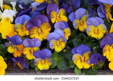 Viola plant with multicolor flowers growing outdoors. Viola, Common Violet, Viola tricolor