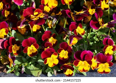 Viola plant with multicolor flowers growing outdoors. Viola, Common Violet, Viola tricolor