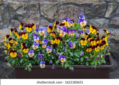 Viola plant with multicolor flowers , Viola, Viola tricolor, spring flowers