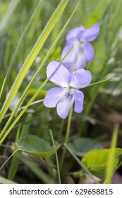 Viola Riviniana, Common Dog Violet In Bloom