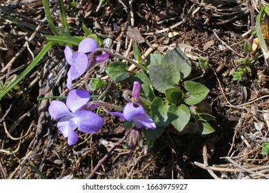 Viola Rupestris, Teesdale Violet. Wild Plant Shot In Spring.