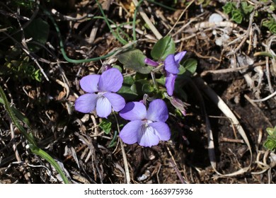 Viola Rupestris, Teesdale Violet. Wild Plant Shot In Spring.