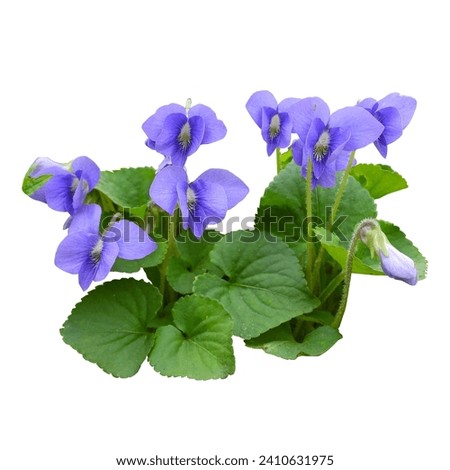 Viola sororia (Common Blue Violet) Isolated on White Background