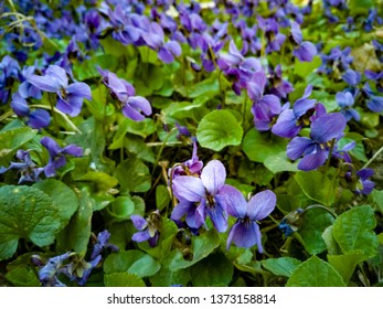 Viola Sororia Flowers