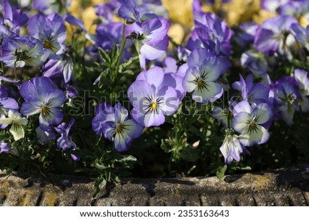 Viola tricolor (viola tricolor) flowers