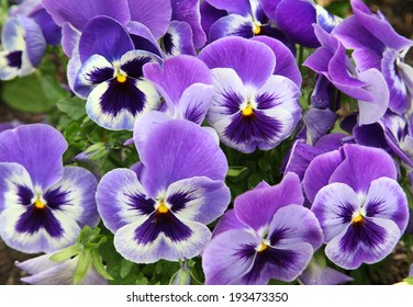 Viola Tricolor Pansy, Flowerbed