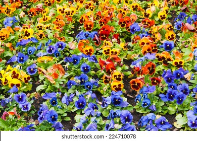 Viola Tricolor Pansy, Flowerbed