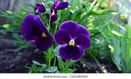 Viola tricolor. Viola plant with violet flower , Viola, Common Violet, pansy flower. delicate blue flowers in the garden, in the flowerbed. floral background. close-up