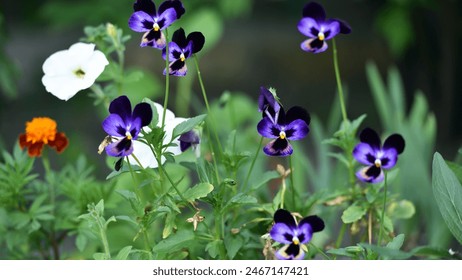 Viola tricolor. Viola plant with violet flower , Viola, Common Violet, pansy flower. delicate blue, purple and yellow flowers in the garden, in the flowerbed. floral background. close-up. vertically