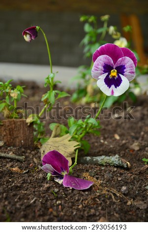 Similar – Wild pansies on the meadow