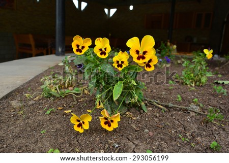 Similar – Wild pansies on the meadow