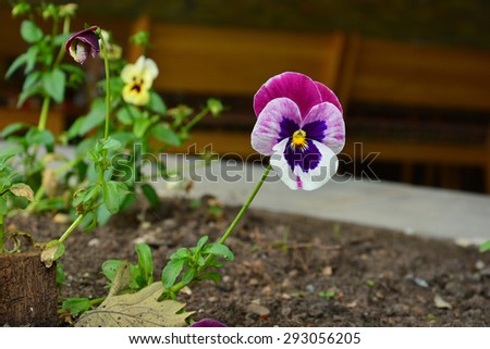 Similar – Wild pansies on the meadow