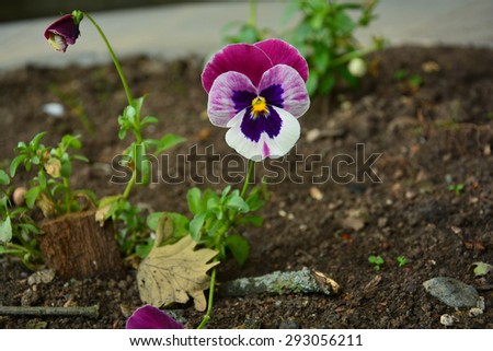 Similar – Wild pansies on the meadow