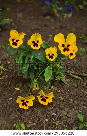 Similar – Wild pansies on the meadow