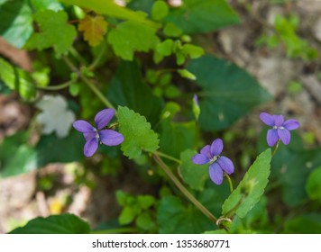 Viola Walteri Growing In Dappled Shade Near A Stream In Bogue Chitto State Park, Washington Parish, Louisiana.