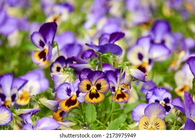 Viola wittrockiana Gams ex Kappert. Garden pansy is type of large-flowered hybrid plant. It is hybridization from Melanium (pansies), particularly Viola tricolor Hortensis, wildflower heartsease. - Shutterstock ID 2173975949