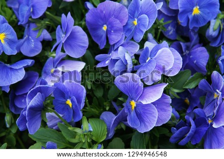 Viola wittrockiana pansy blue flowers with green