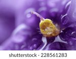 violet