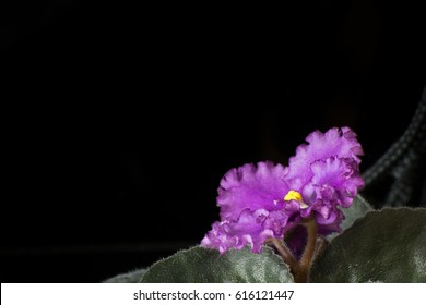 Violet