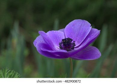 Violet Anemone