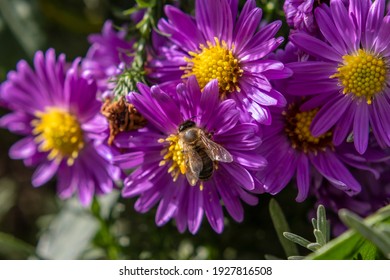Violet Aster Flower With Bee