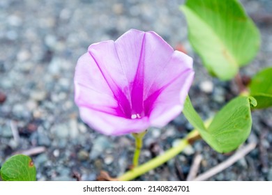 Violet Beach Morning Glory (Bayhop)