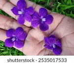 violet beaitiful flowers on hand