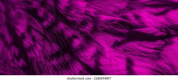 violet and black feathers owl background or textura