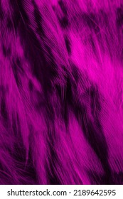 violet and black feathers owl background or textura