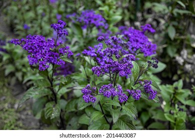 Violet Bloodstone (plasma) flower in the Garden 