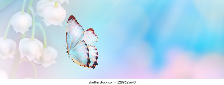 Violet blue color floral abstract background. Close up pink cosmos flower and butterfly with copy space. Soft style with vintage filter effect. Banner size. Panoramic view