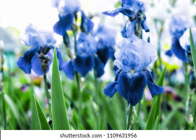 Violet and blue iris flowers closeup on green garden background. Sunny day. Lot of irises. Large cultivated flowerd of bearded iris (Iris germanica). Blue and violet iris flowers are growing in garden