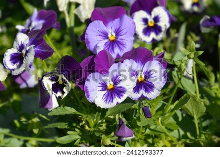 Violet, blue and white Horned violet flowers - Latin name - Viola cornuta