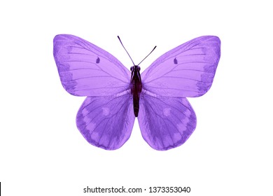 Violet Butterfly Isolated On White Background Stock Photo 1373353040 ...