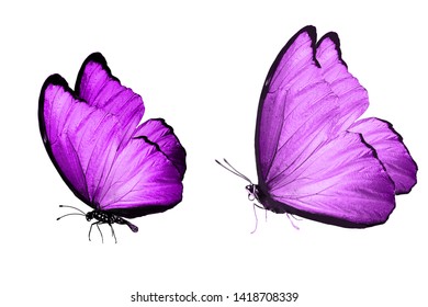 Indigo Butterflies Isolated On White Background Stock Photo 1386570845 ...