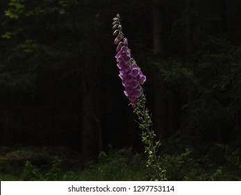 Violet campanula flowers highlited by sunlight rays in dark forest.