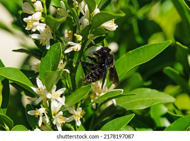 Violet Carpenter Bee Species Xylocopa Violacea On White Oleander