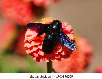 The violet carpenter bee, Xylocopa violacea on a flower