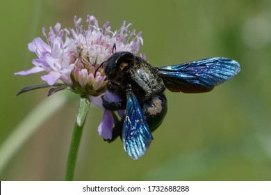 Violet carpenter bee (Xylocopa violacea) foraging a flower