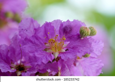 Violet color of Queen's crape myrtle flower.(Lagerstroem ia speciosa (L.) Pers.)